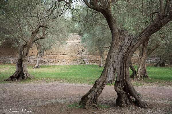 trees hadrians villa